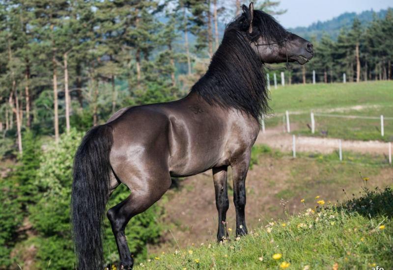 Nakon 40 godina pokušavanja direktno izvezen bosanki brdski konj 